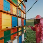 Povabilo na Beelieve usposabljanje za čebelarje – Poljska