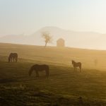 Začetek javnega posvetovanja o Osnutku RPP Savinjske razvojne regije